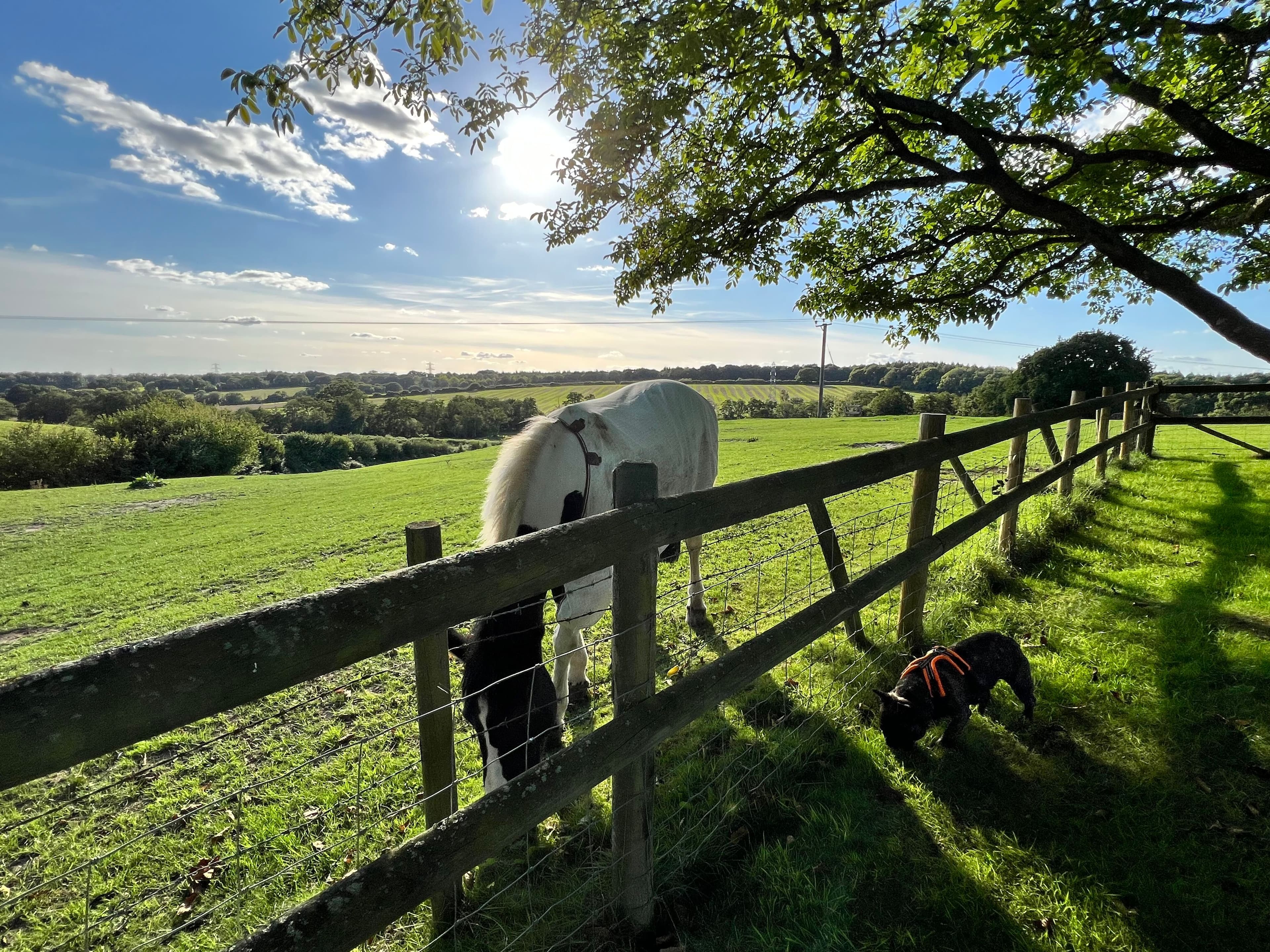 Horses and the countryside